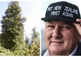 Kahikatea tree Shane Jones