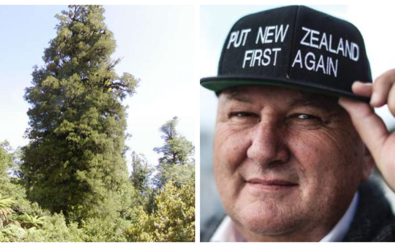 Kahikatea tree Shane Jones