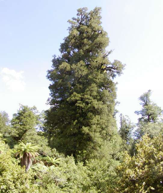 Kahikatea tree