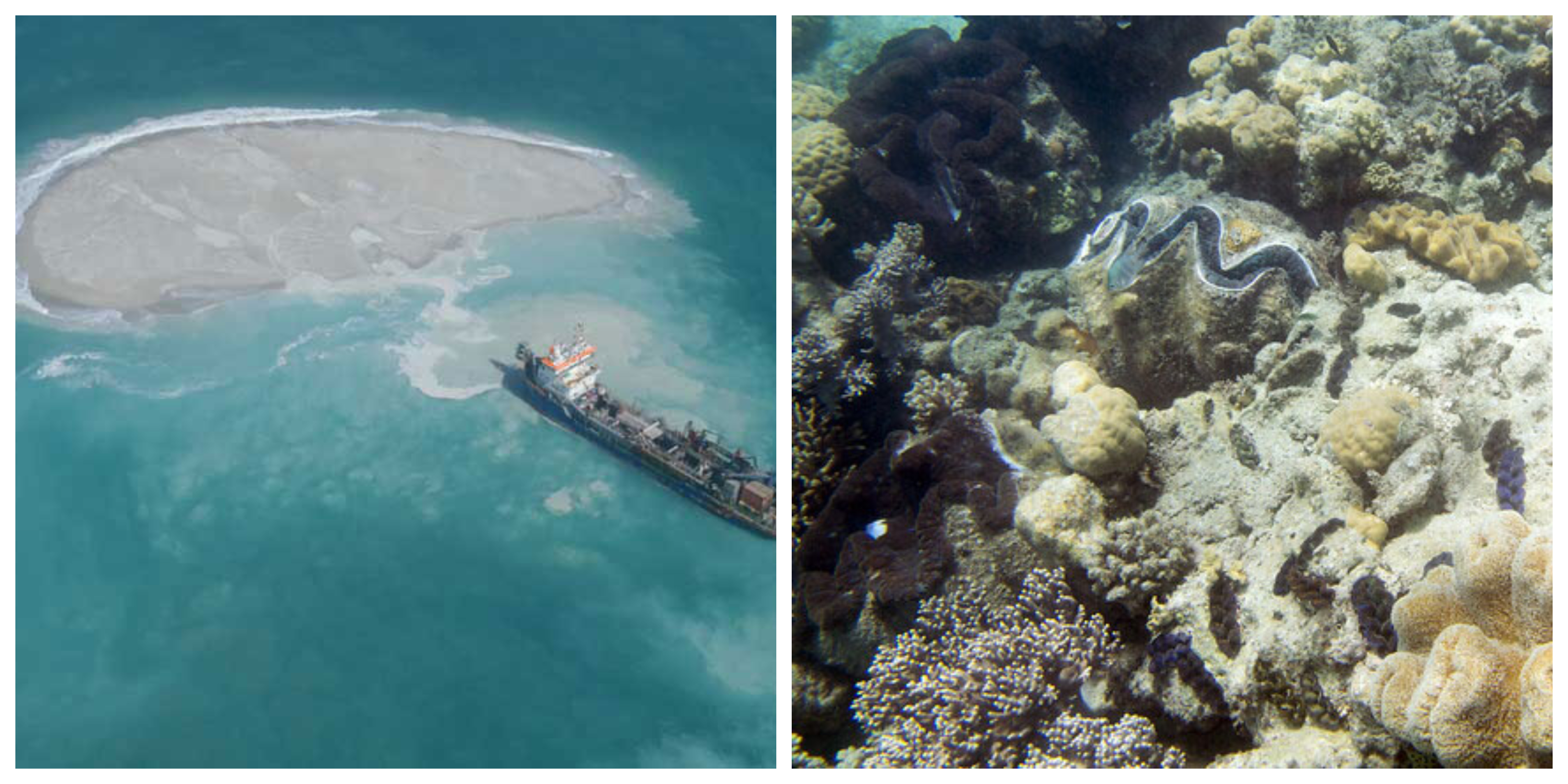 China artificial islands in Spratlys and Philippine giant clams