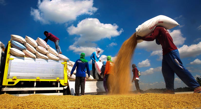 Filipino rice farmers