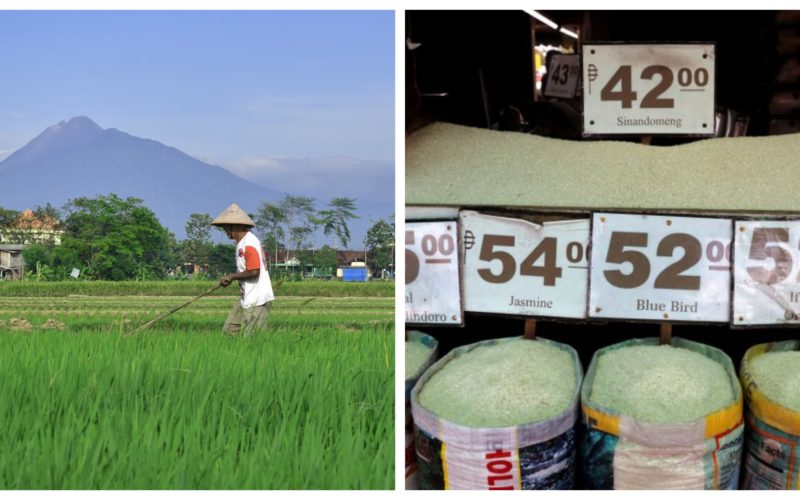 Collage of a rice farmer toiling in the field (photo from pixabay.com) and of Philippine rice traders' selling price (Photo from Reuters)