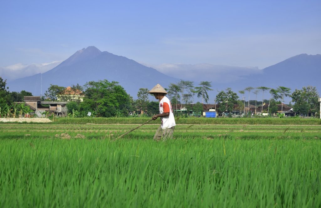 Filipino rice farmer