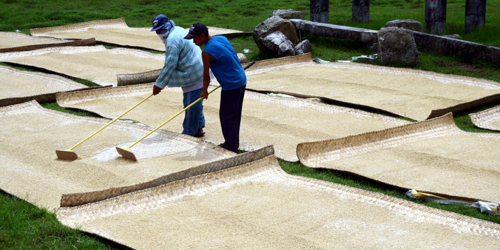 Rice farming Philippines Shutterstock